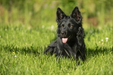 Kara köpek bir yaz çayırında yatıyor.