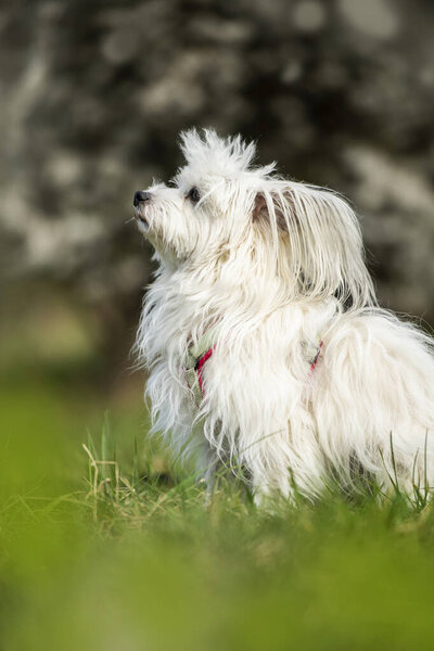 Cute White Dog Spring Blossoms Looks Royalty Free Stock Photos