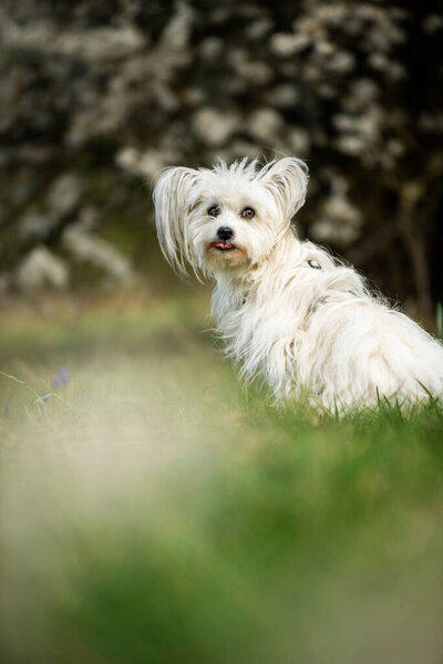 Cute White Dog Spring Blossoms Looks Royalty Free Stock Photos
