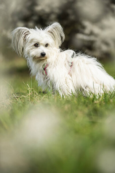 Cute White Dog Spring Blossoms Looks Stock Photo