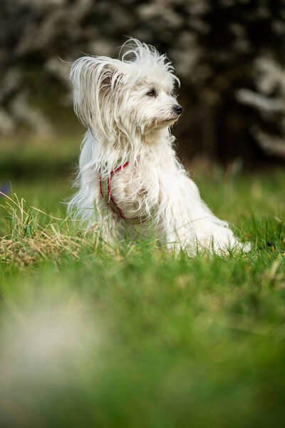 Cute White Dog Spring Blossoms Looks Royalty Free Stock Images
