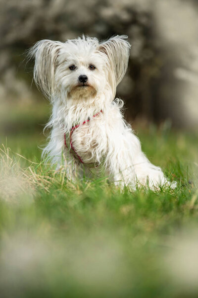 Cute White Dog Spring Blossoms Looks Stock Image