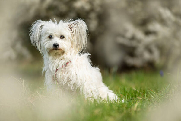 Cute White Dog Spring Blossoms Royalty Free Stock Images