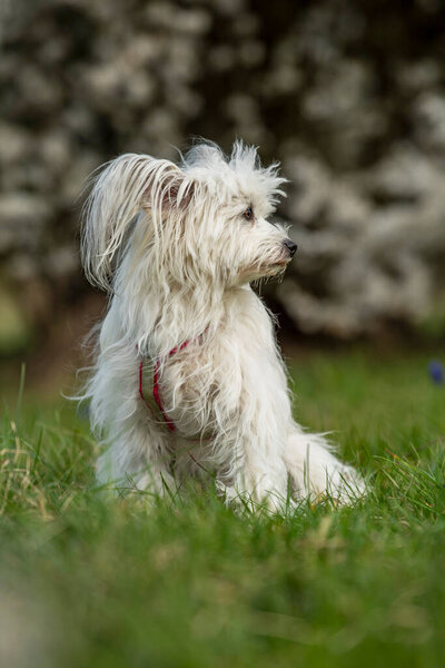 Cute White Dog Spring Blossoms Looks Stock Image