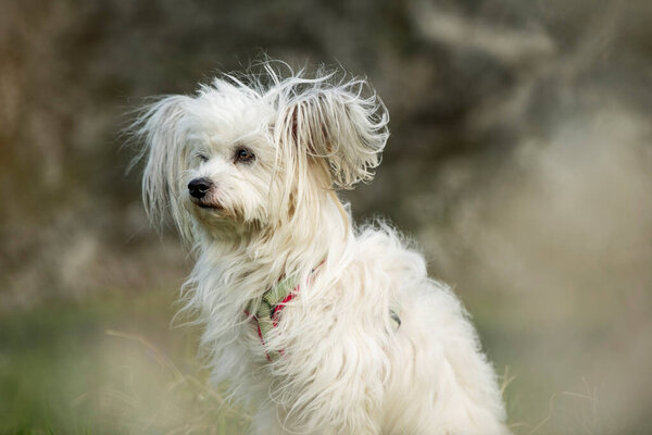 Cute White Dog Spring Blossoms Stock Image