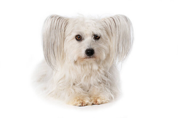 Chinese Crested Dog Lying White Background Stock Picture