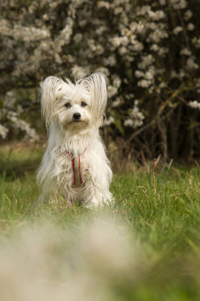 Cute White Dog Spring Blossoms Sitting Meadow Stock Photo