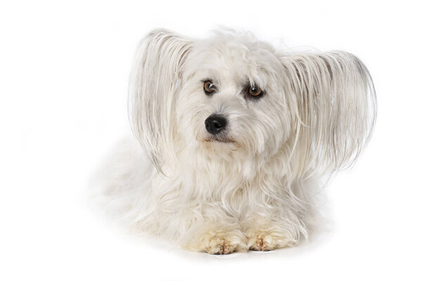 Chinese Crested Dog Lying White Background Stock Picture