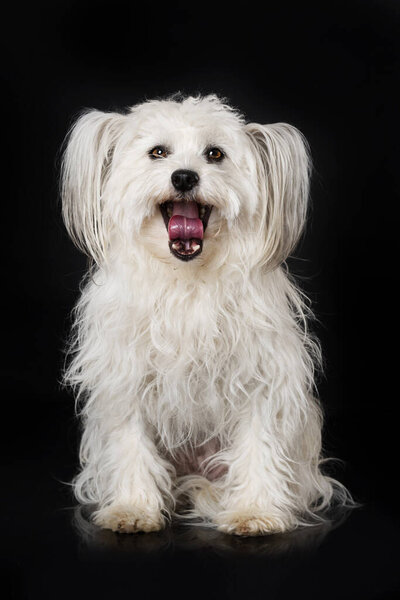 Chinese Crested Dog Sitting Black Background Royalty Free Stock Images