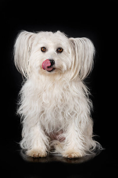Chinese Crested Dog Sitting Black Background Stock Photo