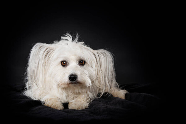 Chinese Crested Dog Lying Black Background Stock Picture