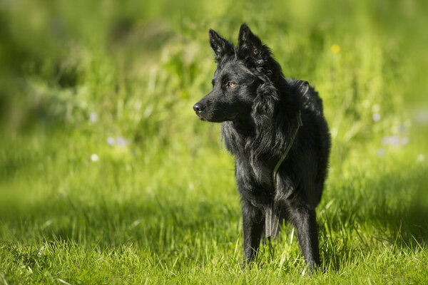 Black Dog Standing Summer Meadow Stock Image