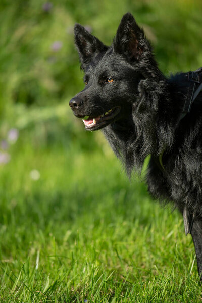 Black Dog Standing Summer Meadow Royalty Free Stock Photos