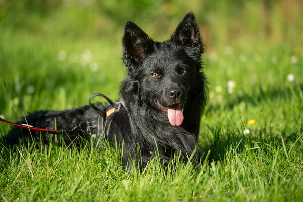 Black Dog Summer Meadow Stock Photo