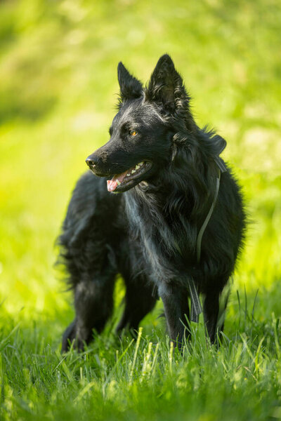 Black Dog Summer Meadow Royalty Free Stock Images