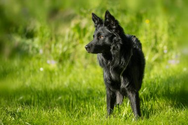 Yetişkin siyah köpek yaz manzarasında duruyor.