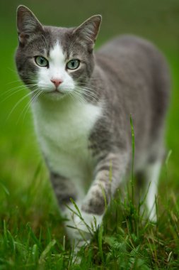 Yaz otlağındaki evcil kedi