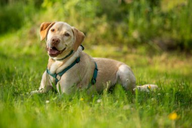 Labrador av köpeği yaz manzarasında yatıyor.