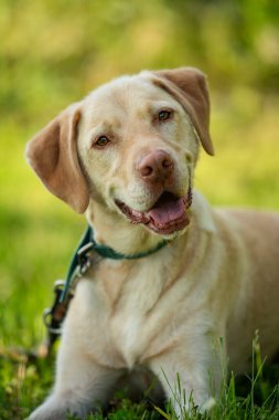 Labrador av köpeği yaz manzarasında yatıyor.