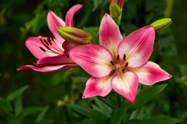 Doğada iki nilüfer çiçeği açar.