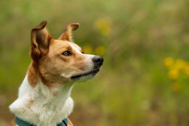 Çayırda melez bir köpek.