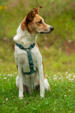 Çayırda melez bir köpek.