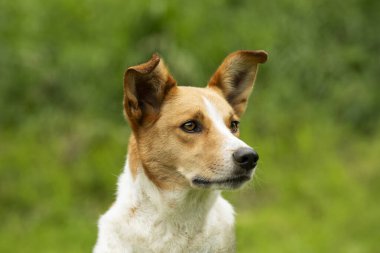 Çayırda melez bir köpek.