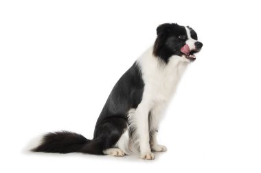 Beyaz arka planda oturan genç bir çoban köpeği