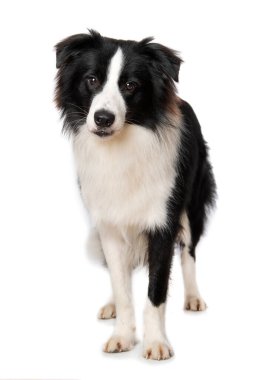 Beyaz arka planda duran genç çoban köpeği.