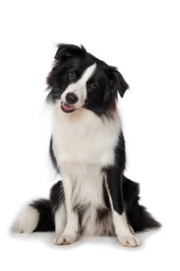 Beyaz arka planda oturan genç bir çoban köpeği