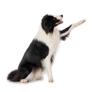 Genç sınır köpeği beyaz arka planda oturuyor ve patisini kaldırıyor.