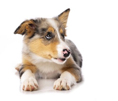 Beyaz arka planda izole bir şekilde yatan şirin Border collie köpeği