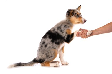 Beyaz arka planda izole edilmiş şirin Border collie yavrusu ve patini ver