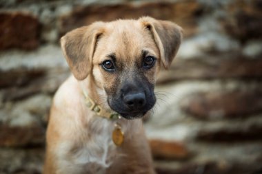 Taş bir duvarın önündeki şirin bir köpek yavrusunun portresi.