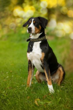 Daha büyük İsviçre Dağ Köpeği doğa arka planında