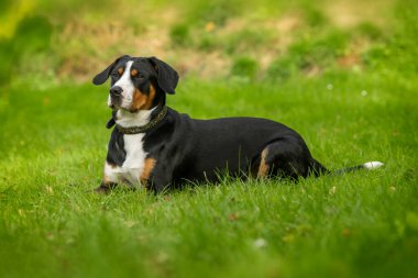 Daha büyük İsviçre Dağ Köpeği doğa arka planında yatıyor