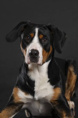 Büyük İsviçre Dağ Köpeği siyah arka planda yatıyor