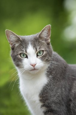 Yaz bahçesinde tekir kedi