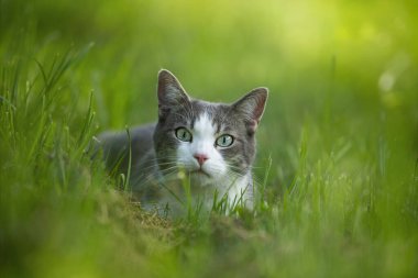 Çayırda yatan sevimli genç kedi kameraya bakar.