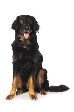 Beyaz arka planda tek başına oturan Hovawart köpeği