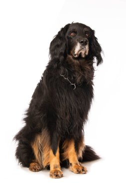 Beyaz arka planda tek başına oturan Hovawart köpeği