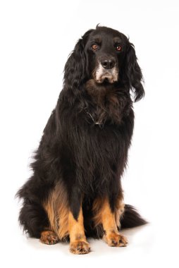 Beyaz arka planda tek başına oturan Hovawart köpeği