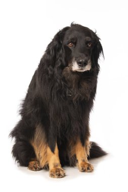 Beyaz arka planda tek başına oturan Hovawart köpeği