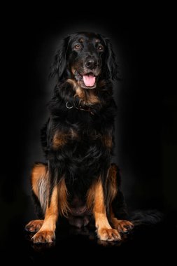 Hovawart köpeği siyah arka planda tek başına oturuyor.