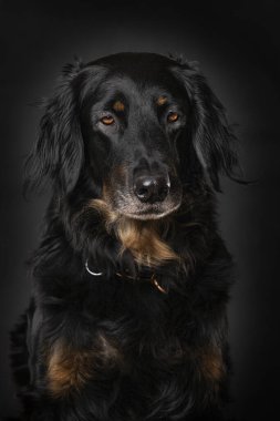 Hovawart köpeği siyah arka planda tek başına oturuyor.