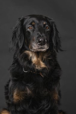 Hovawart köpeği siyah arka planda tek başına oturuyor.