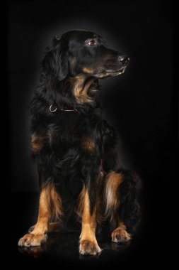 Hovawart köpeği siyah arka planda tek başına oturuyor.