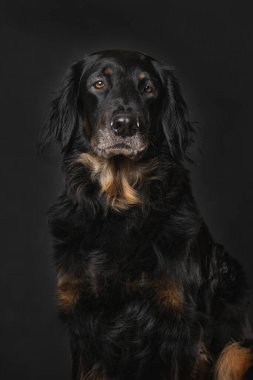 Hovawart köpeği siyah arka planda tek başına oturuyor.