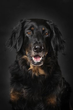 Hovawart köpeği siyah arka planda tek başına oturuyor.