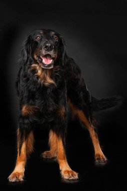 Hovawart köpeği siyah arka planda tek başına duruyor.